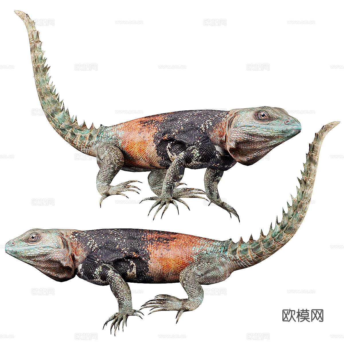 鬣蜥 蜥蜴3d模型