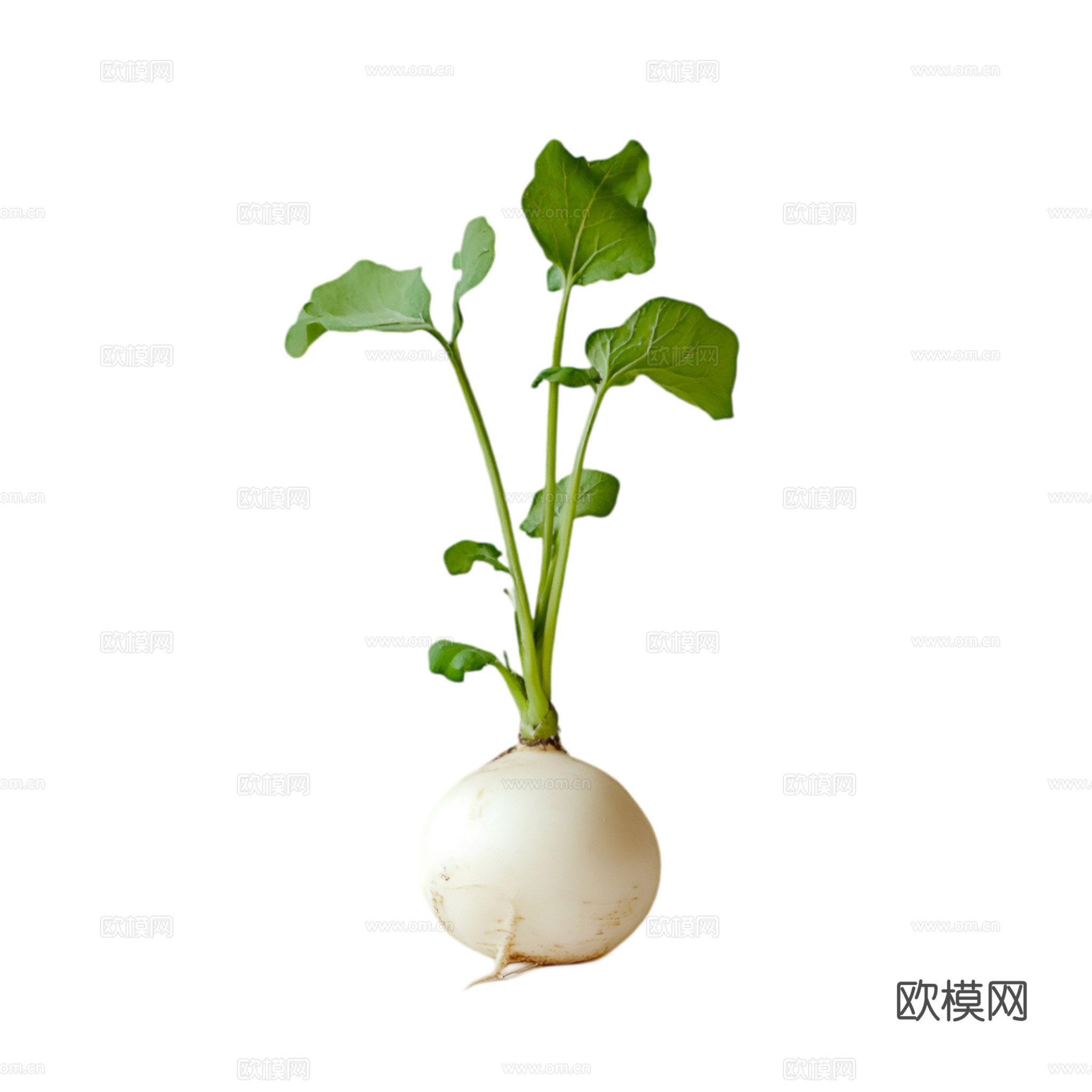 免抠蔬菜 萝卜