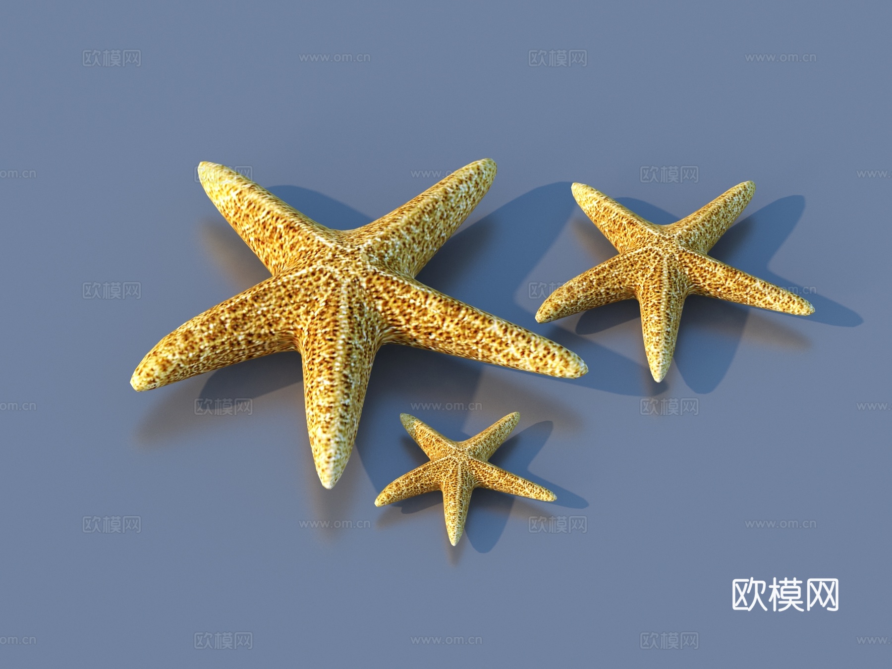 海星 软体动物 海底世界3d模型