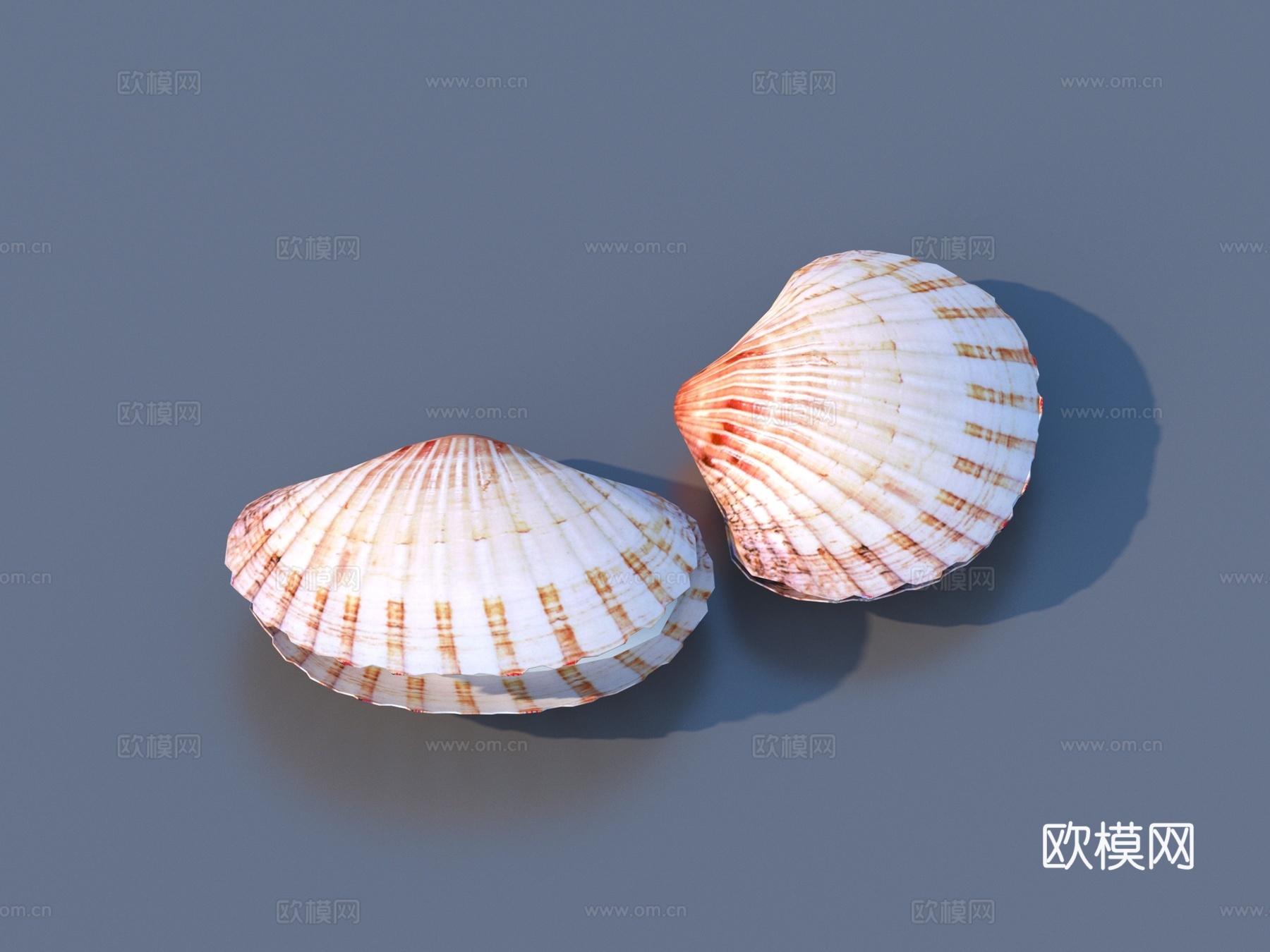 扇贝 贝壳 海鲜 贝类 食物 海底世界3d模型