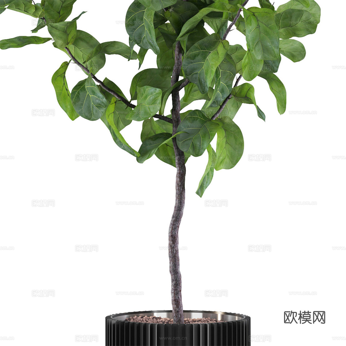 现代绿植盆栽 龙血树3d模型