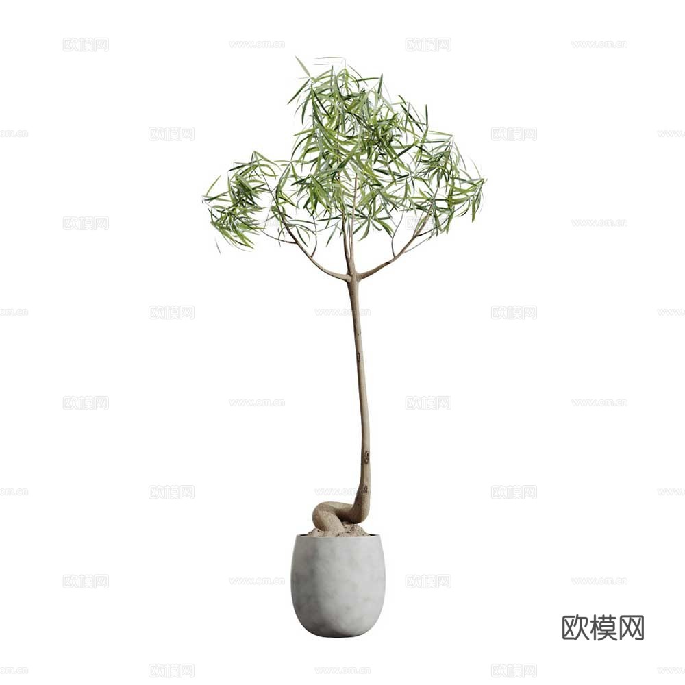 盆栽 盆景 植物3d模型