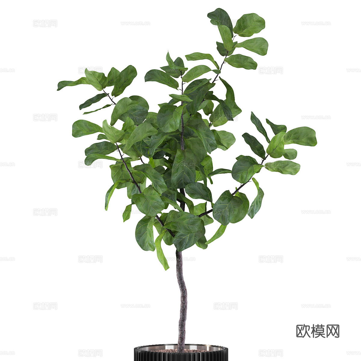 现代绿植盆栽 龙血树3d模型