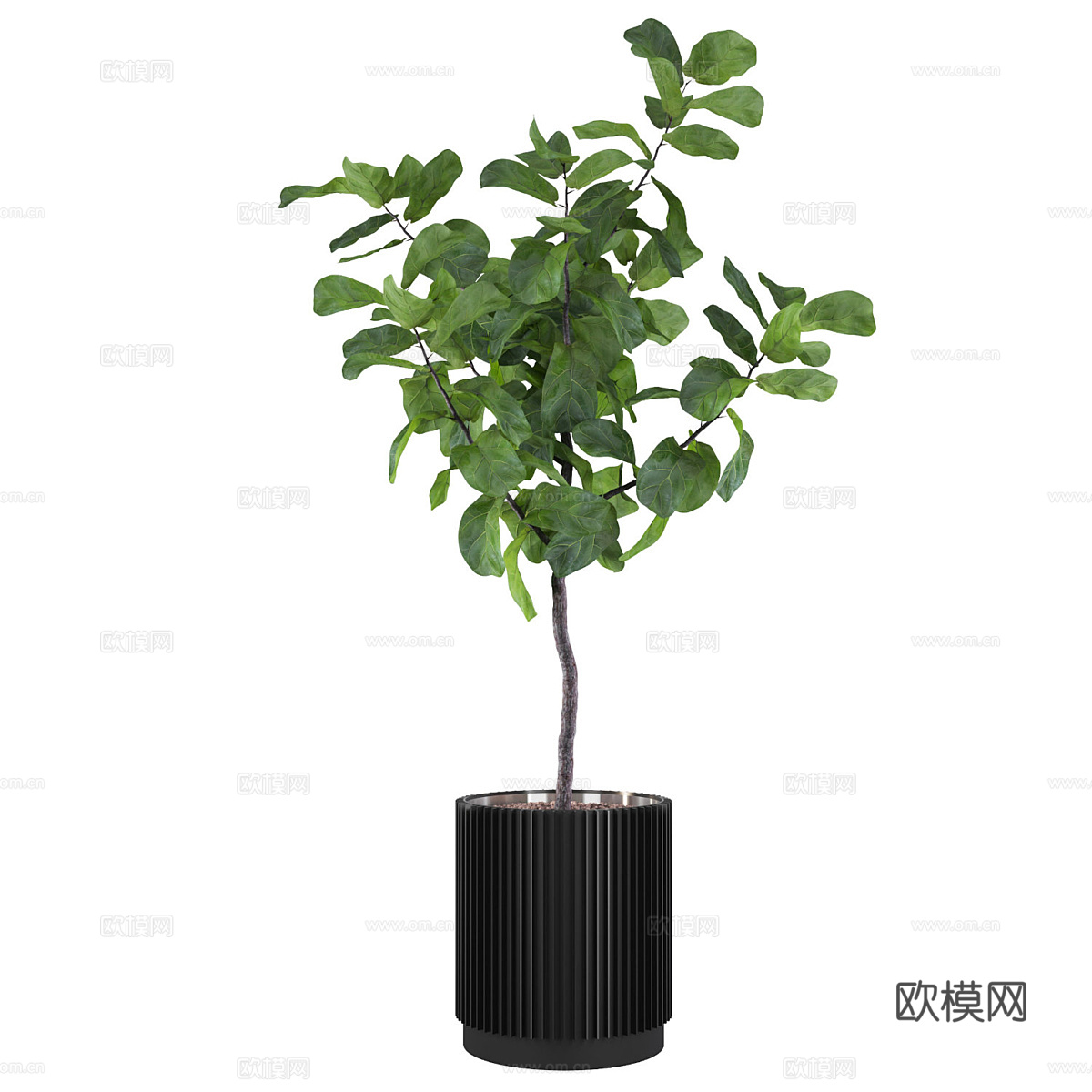 现代绿植盆栽 龙血树3d模型