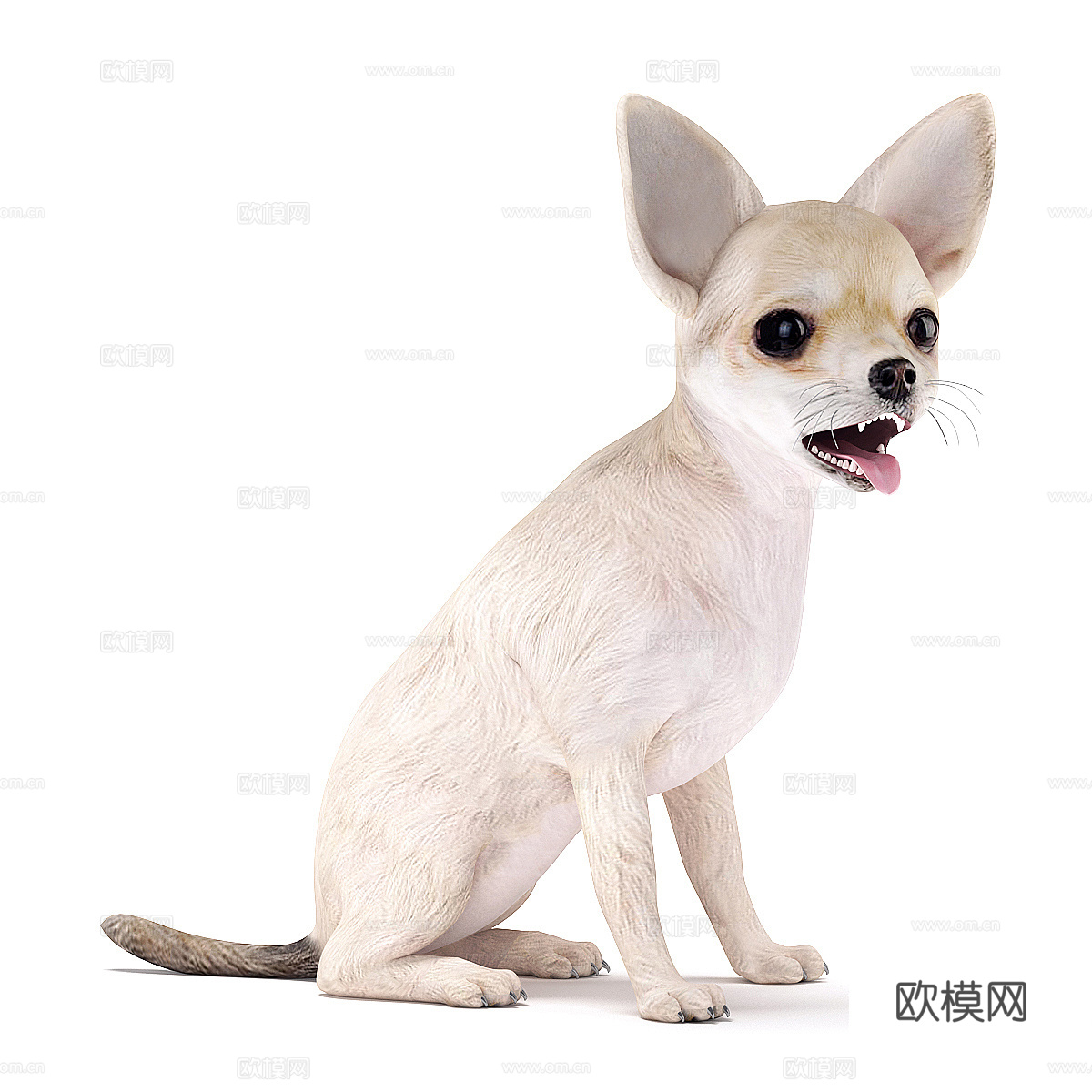 吉娃娃3d模型