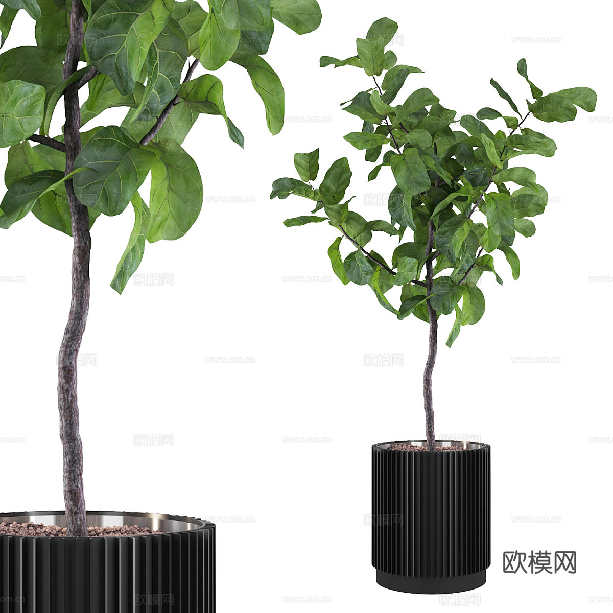 现代绿植盆栽 龙血树3d模型