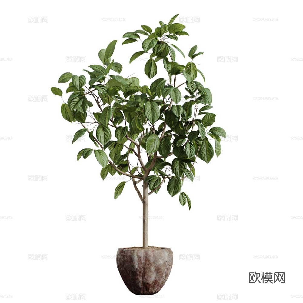 盆栽 室内植物 花盆3d模型