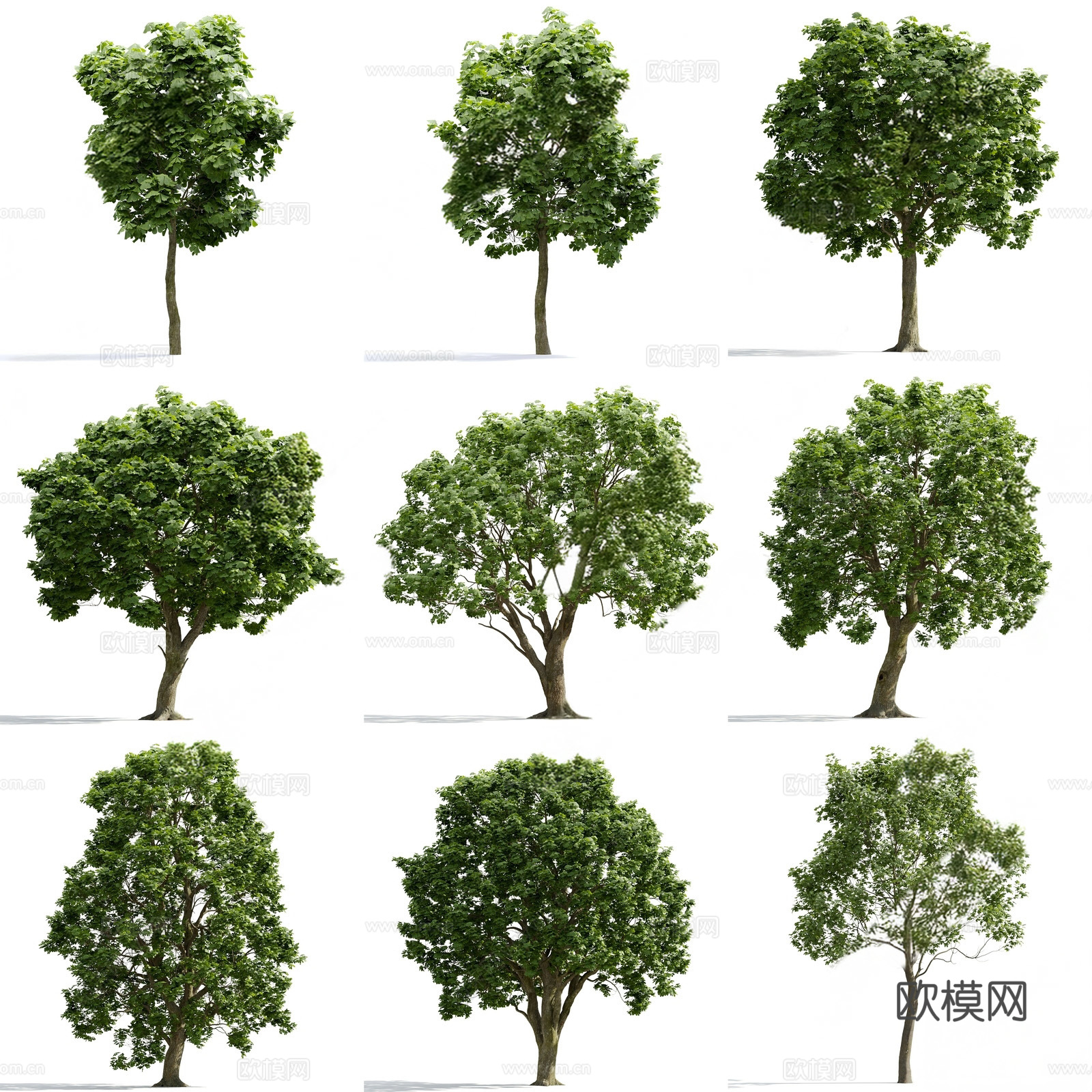 景观树su模型