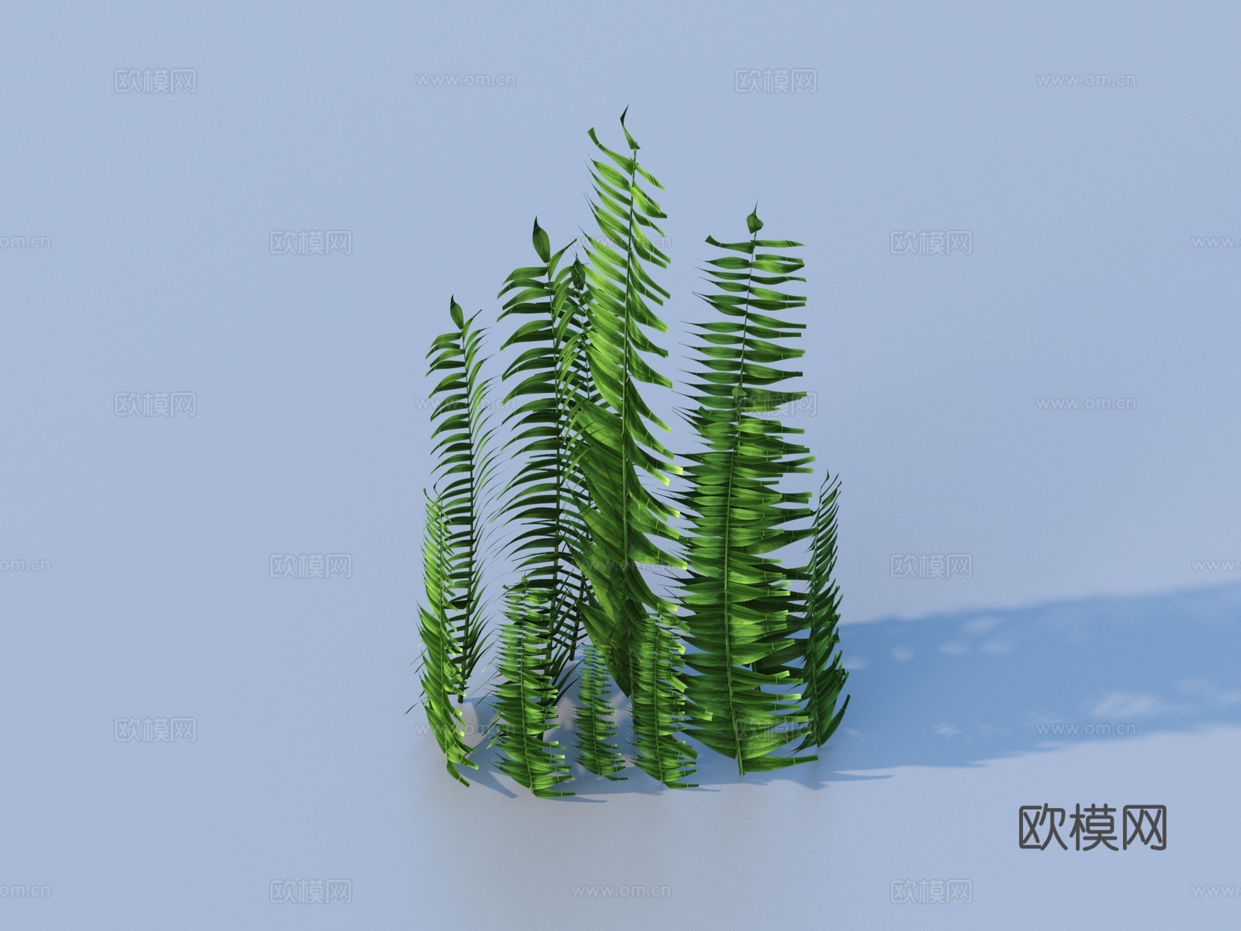 水草 水底植物 海藻 植物 草3d模型