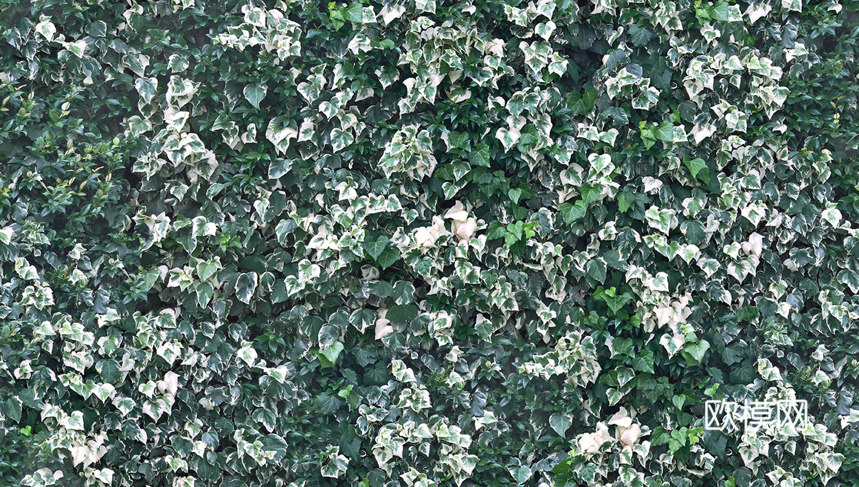 无缝花卉 植物贴图 花草