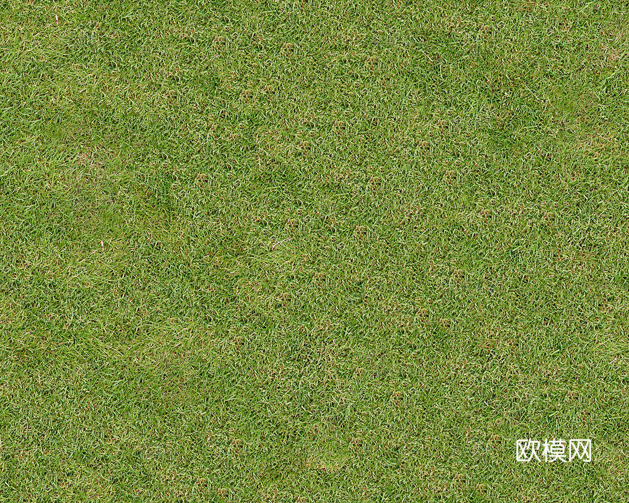 无缝草地 草坪下载