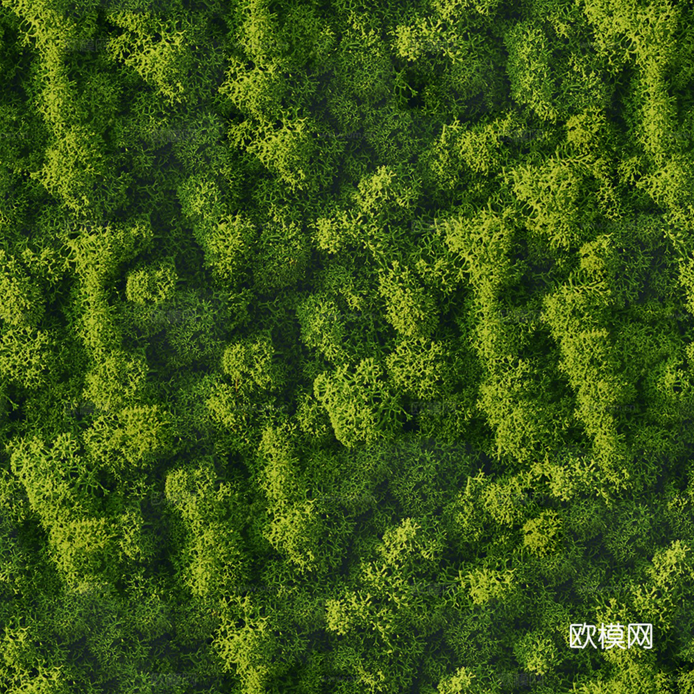 无缝草地  苔藓 地表