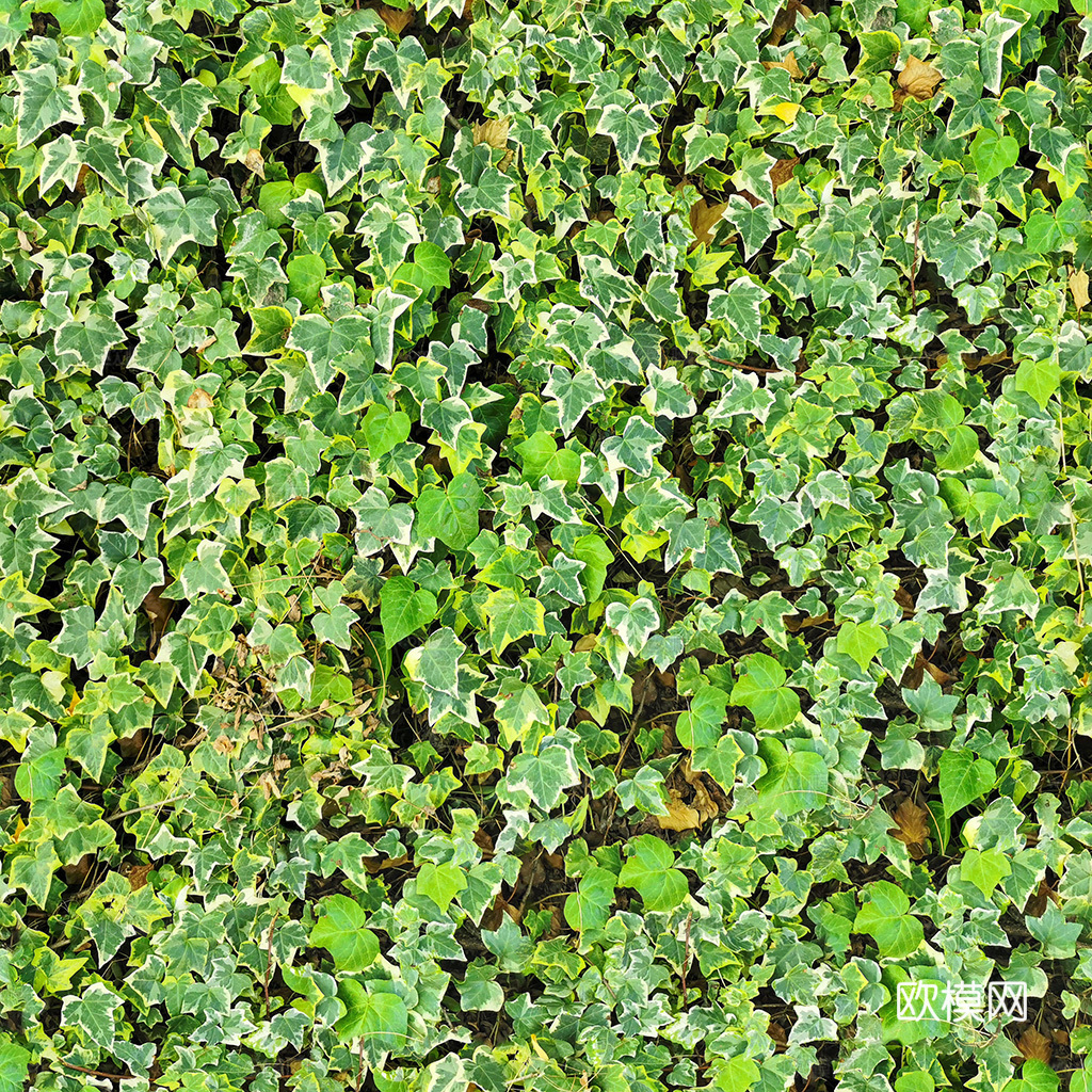 无缝花卉 植物贴图 花草
