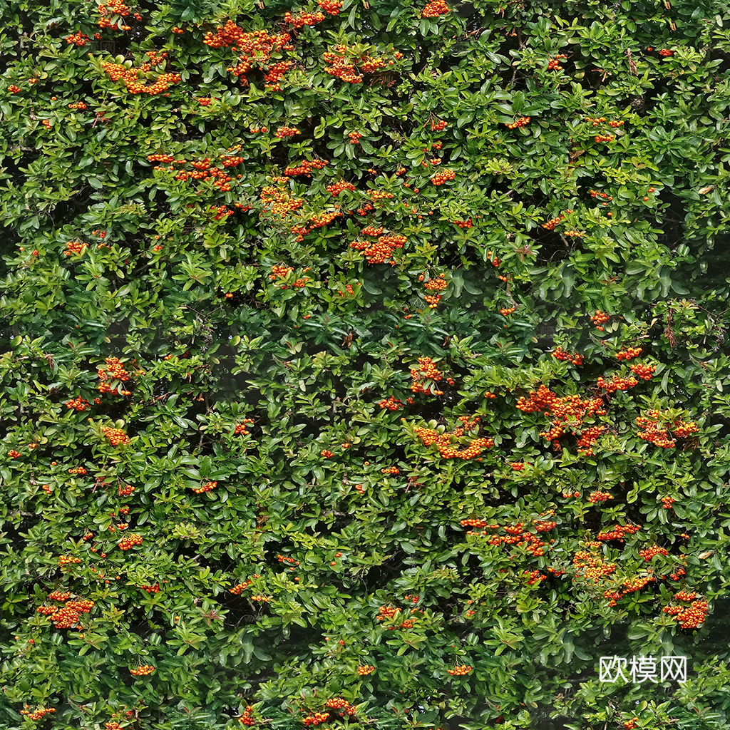 无缝花卉 植物贴图 花草