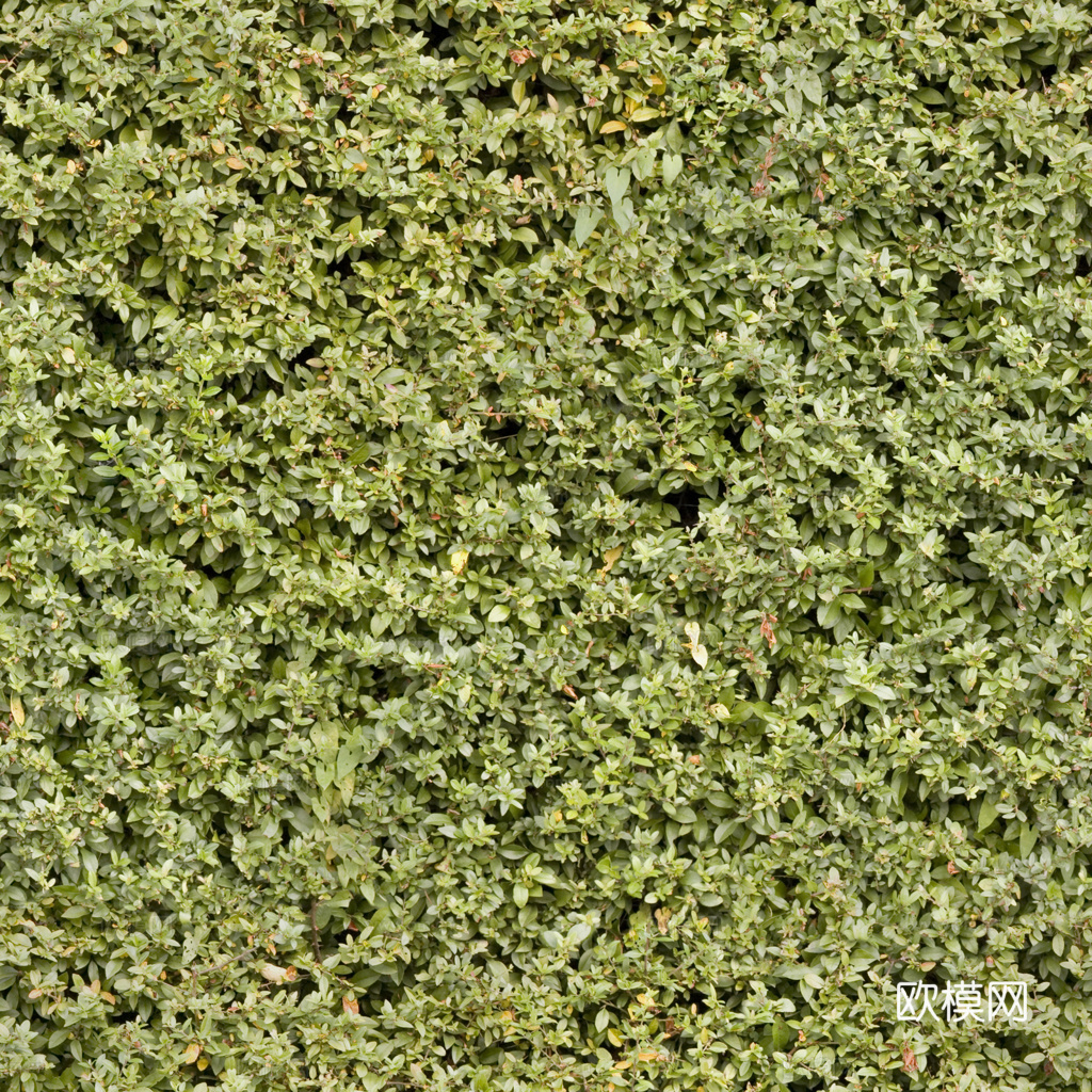 无缝花卉 植物贴图 花草