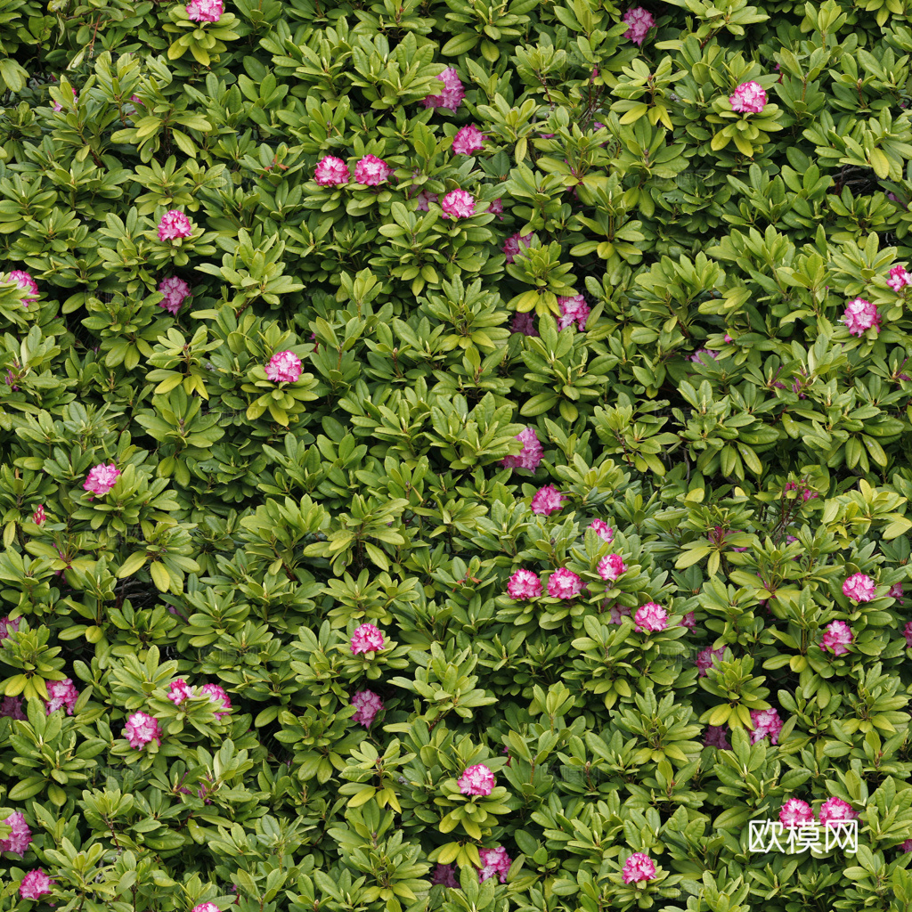 无缝花卉 植物贴图 花草下载