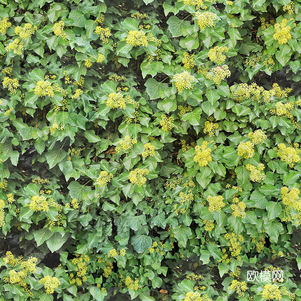 无缝花卉 植物贴图 花草
