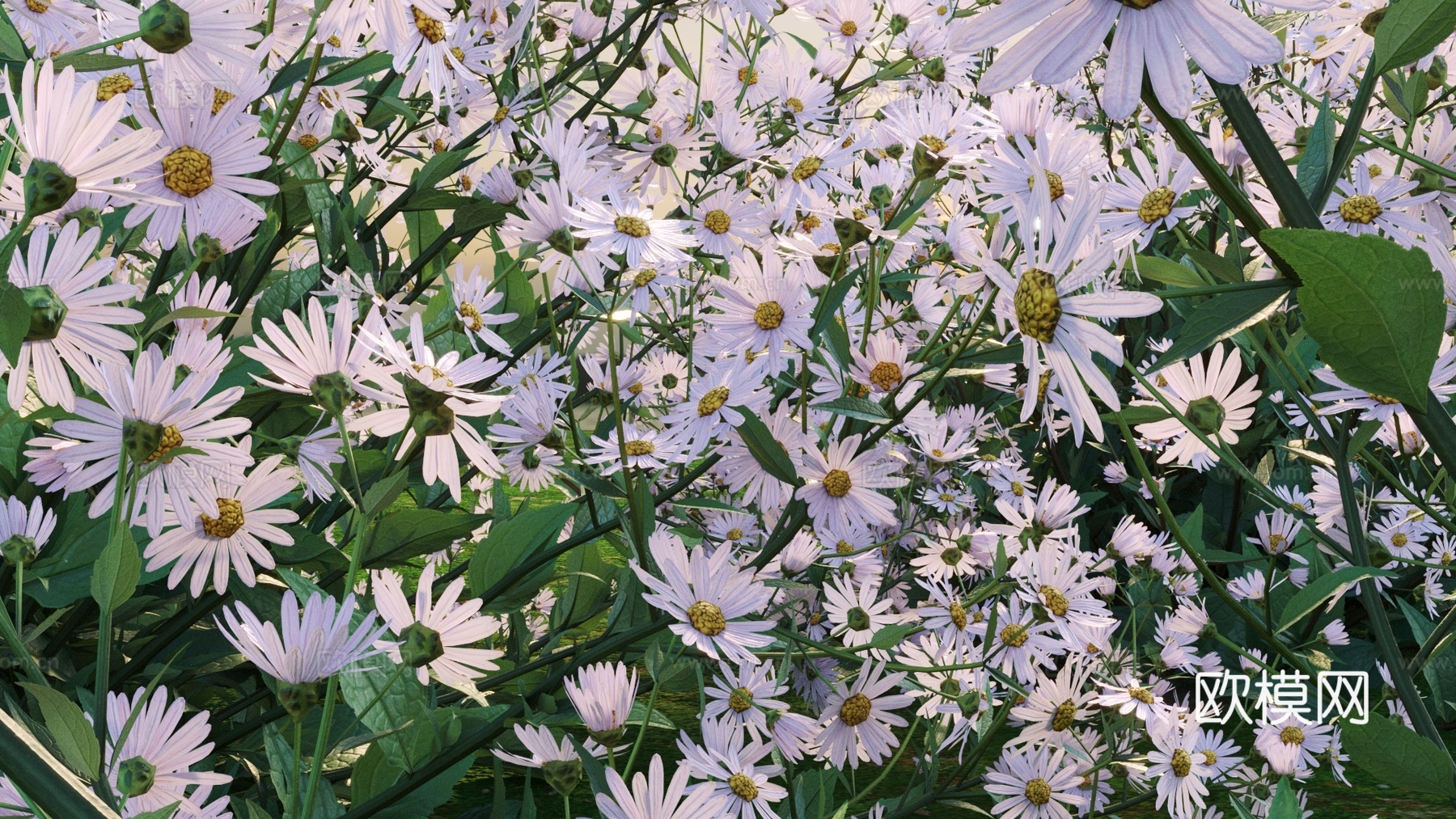 花 植物 小雏菊3d模型
