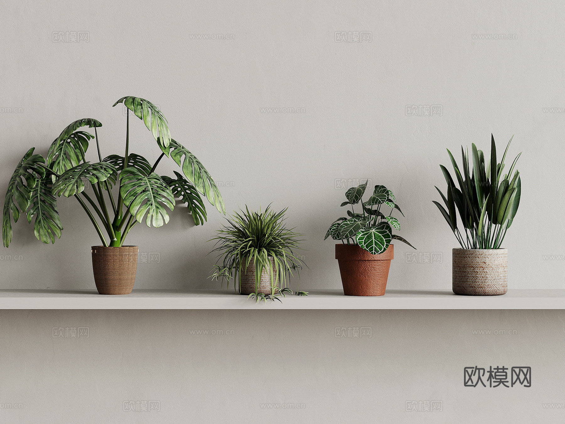 绿植 现代绿植 植物 龟背竹su模型