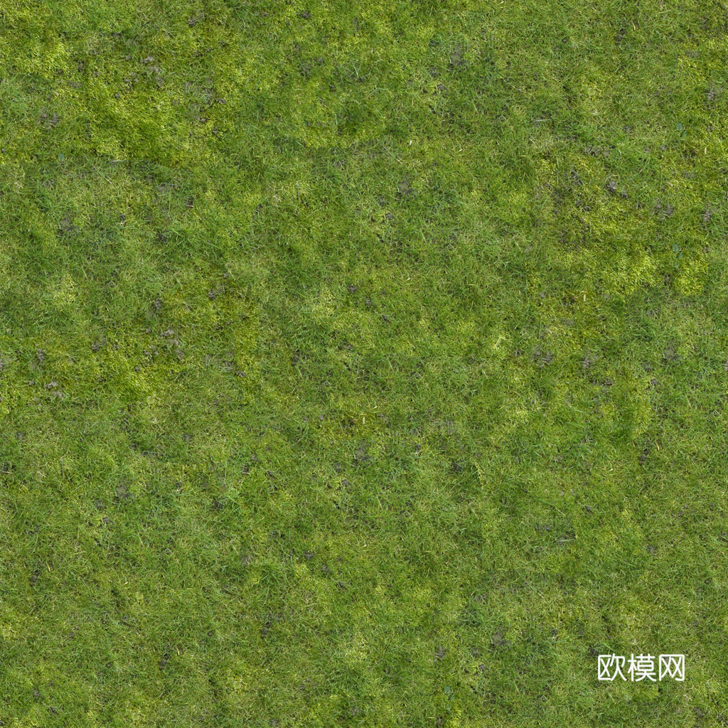 无缝草地 草坪
