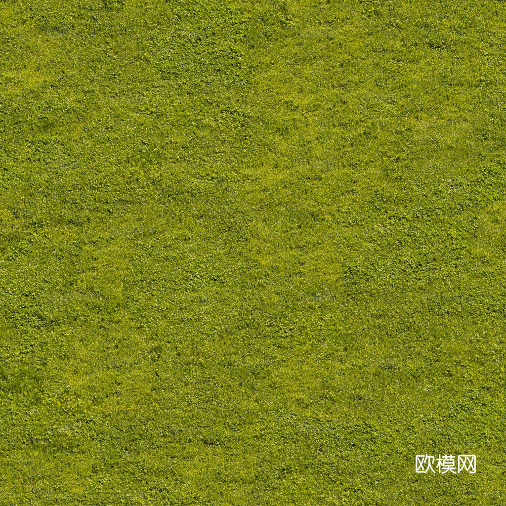 无缝草地 草坪