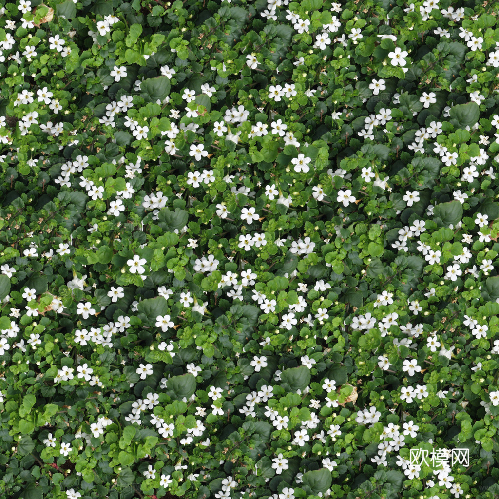 无缝花卉 植物贴图 花草
