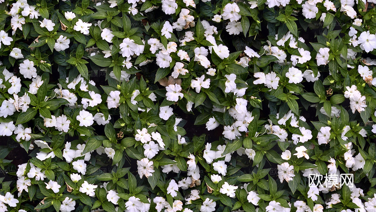 无缝花卉 植物贴图 花草