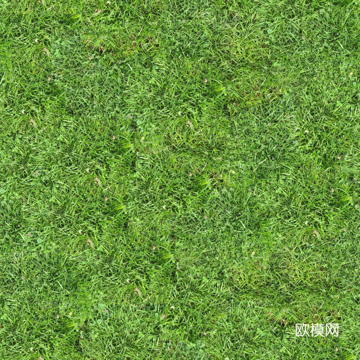 草地 冬季 发黄的草 地表