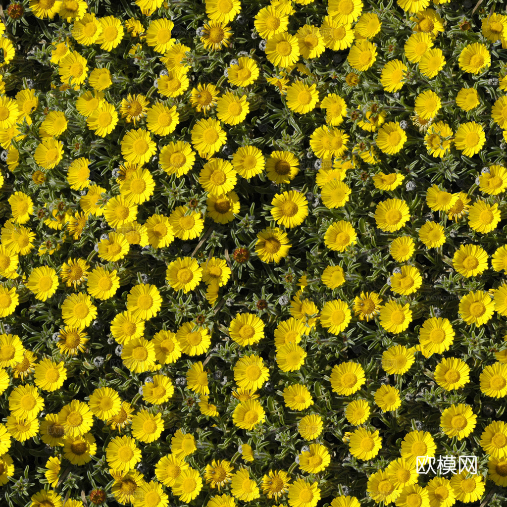 无缝花卉 植物贴图 花草