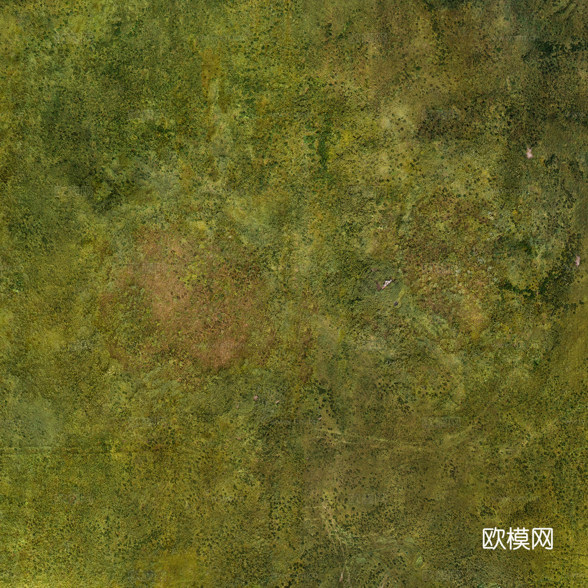 草皮 苔藓