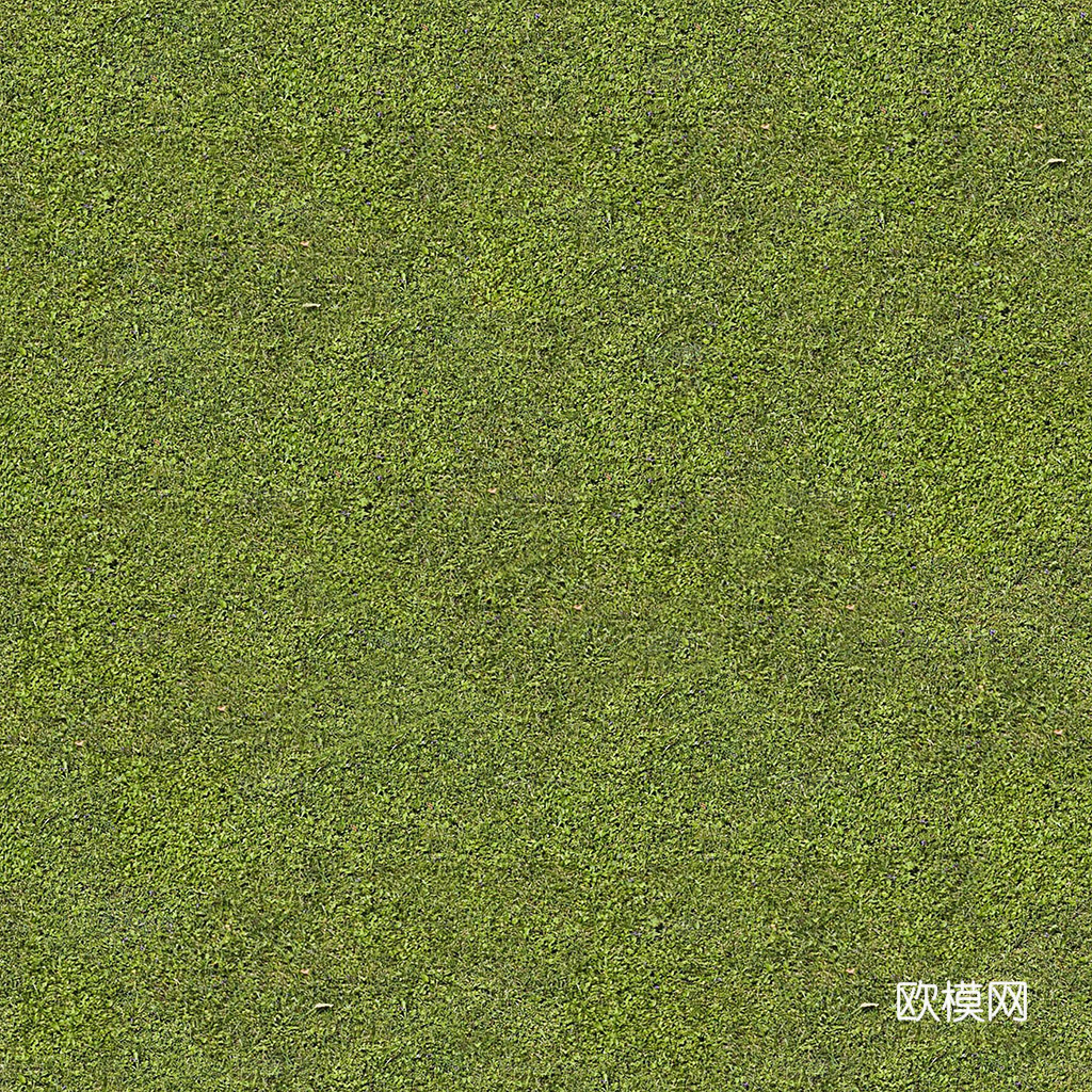 草地 草坪