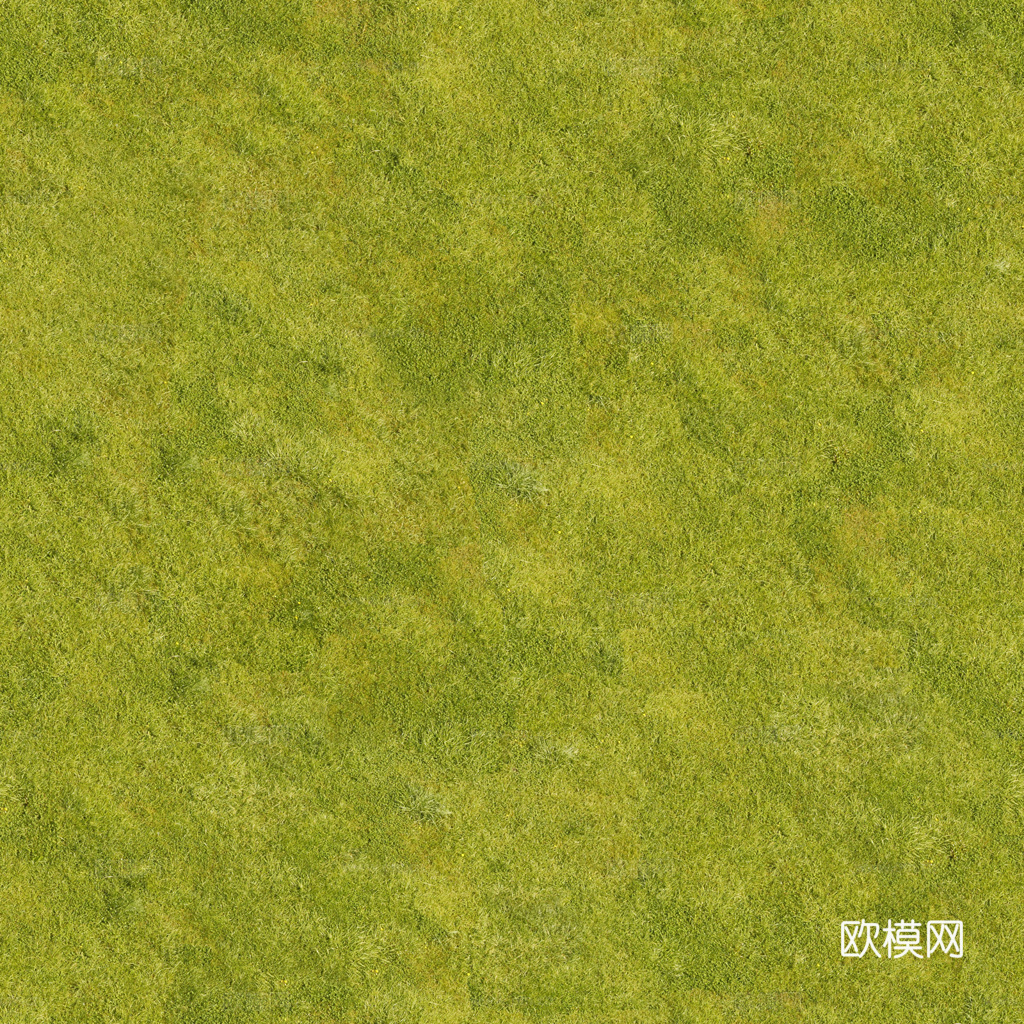 无缝草地 草坪