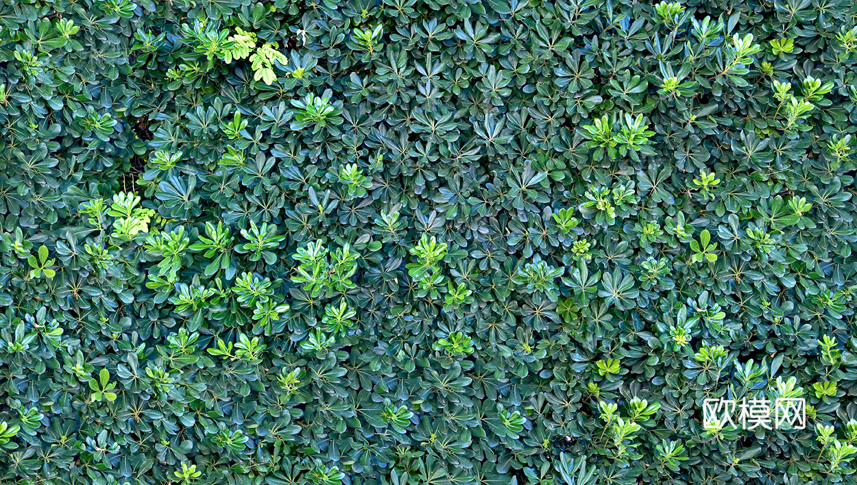 无缝花卉 植物贴图 花草
