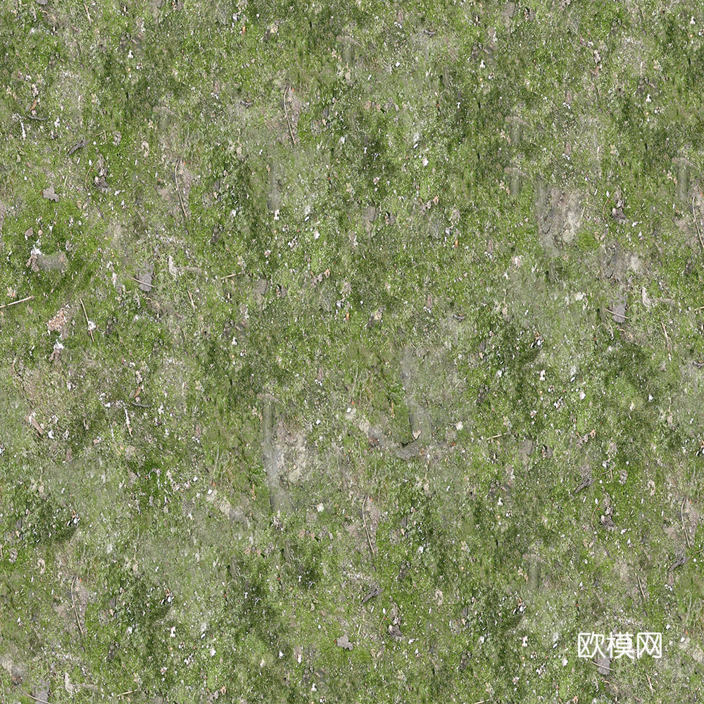 无缝草地  苔藓 地表