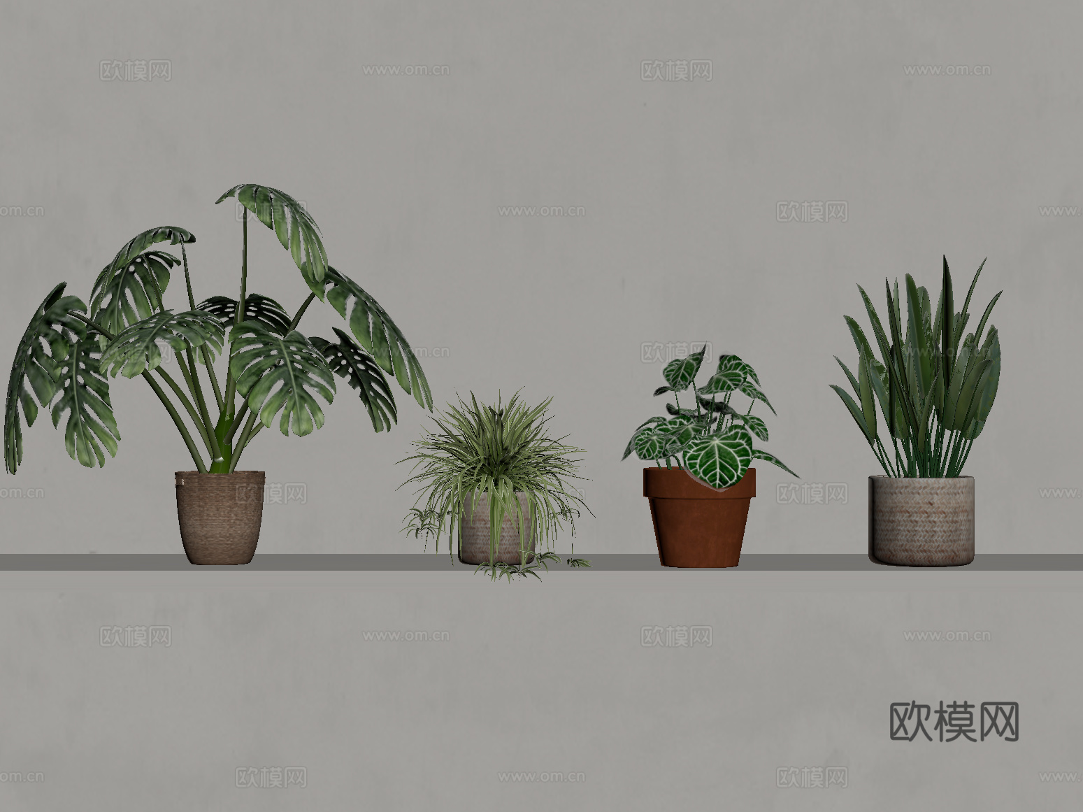 绿植 现代绿植 植物 龟背竹su模型