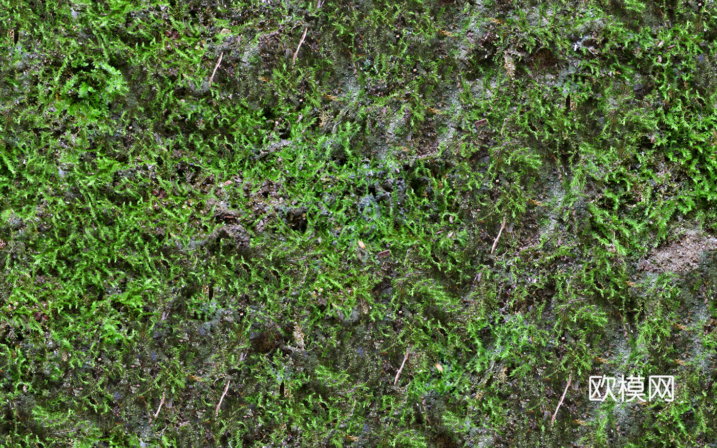 无缝草地  苔藓 地表