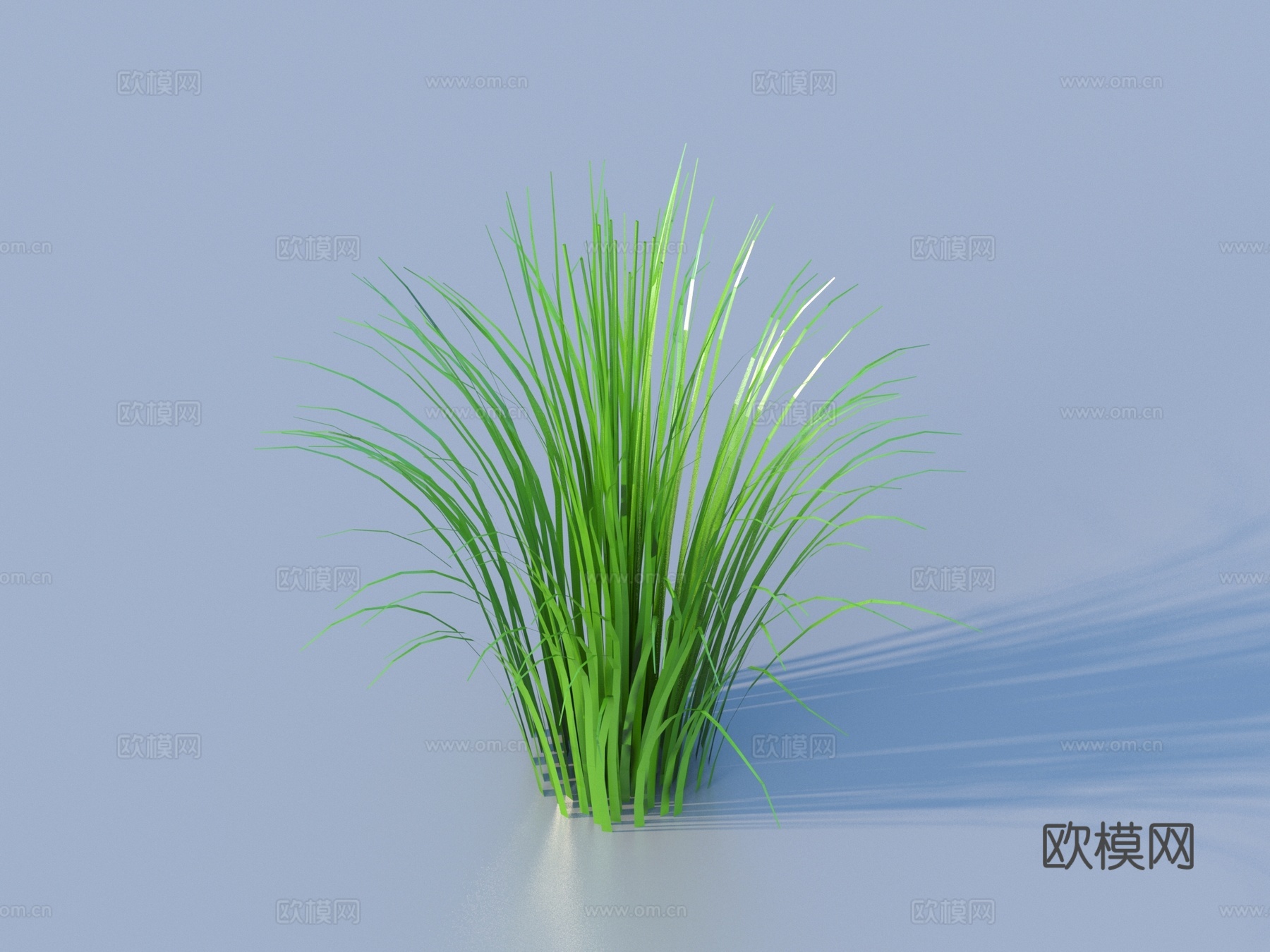 水草 水底植物 海藻 植物 草3d模型