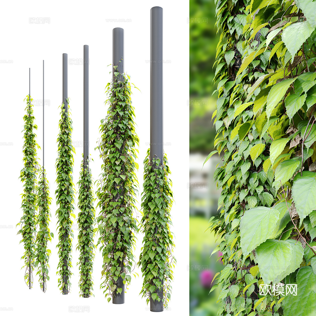 常春藤 爬山虎 植物柱子3d模型