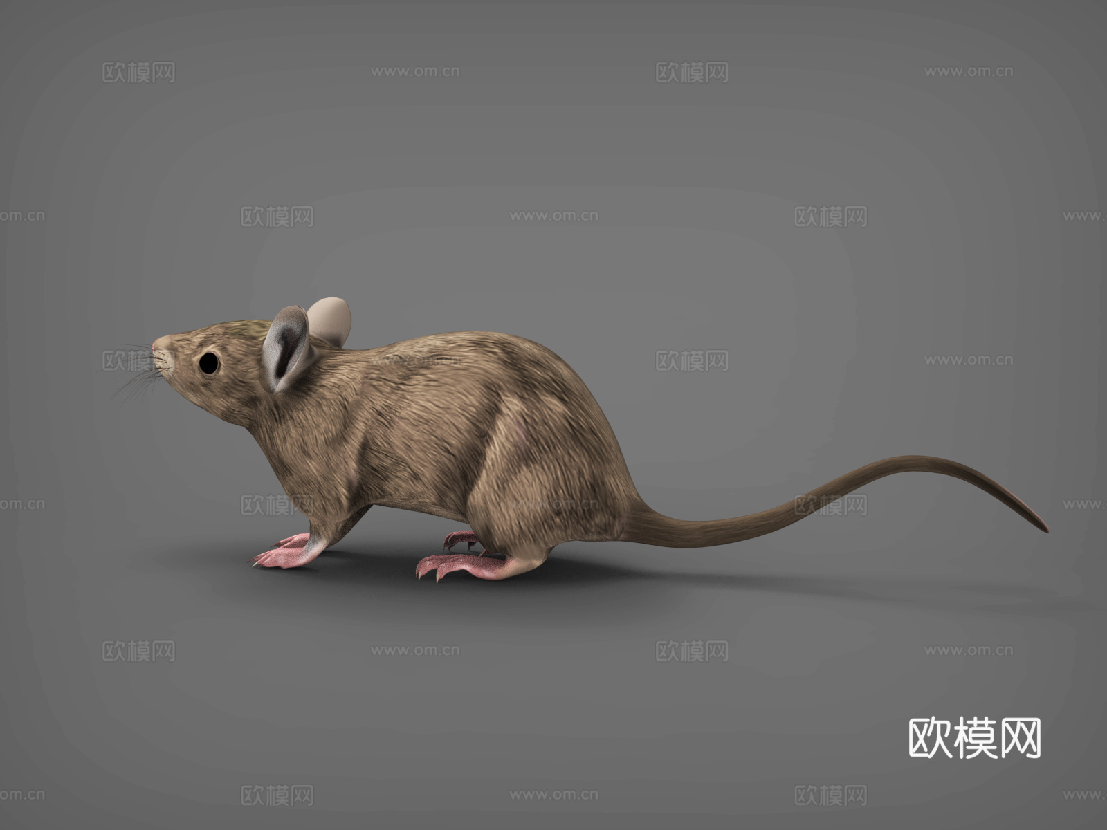 老鼠   田鼠   地鼠  小老鼠  耗子3d模型