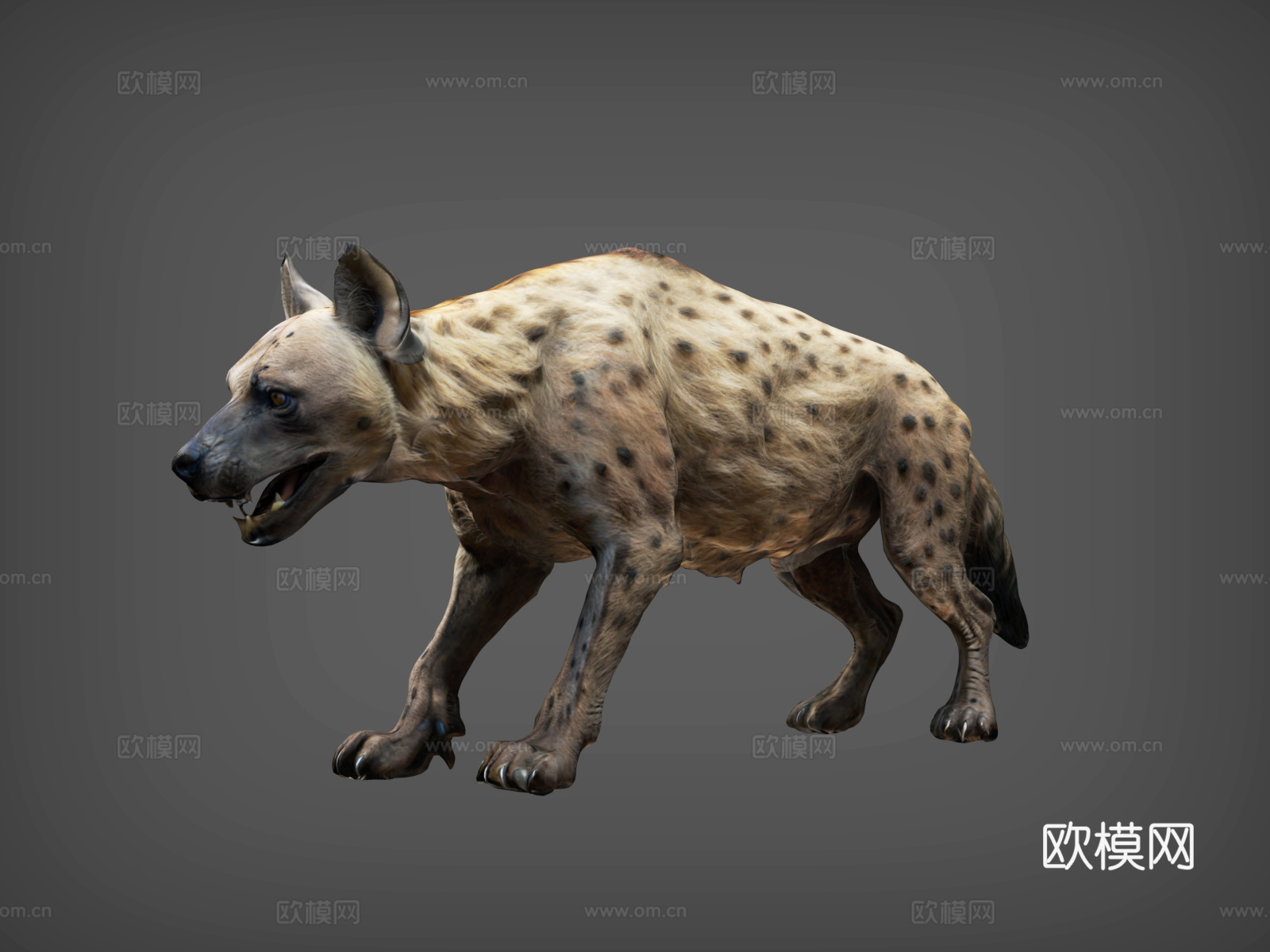 鬣狗  狗  斑鬓狗  狼  豺狗3d模型