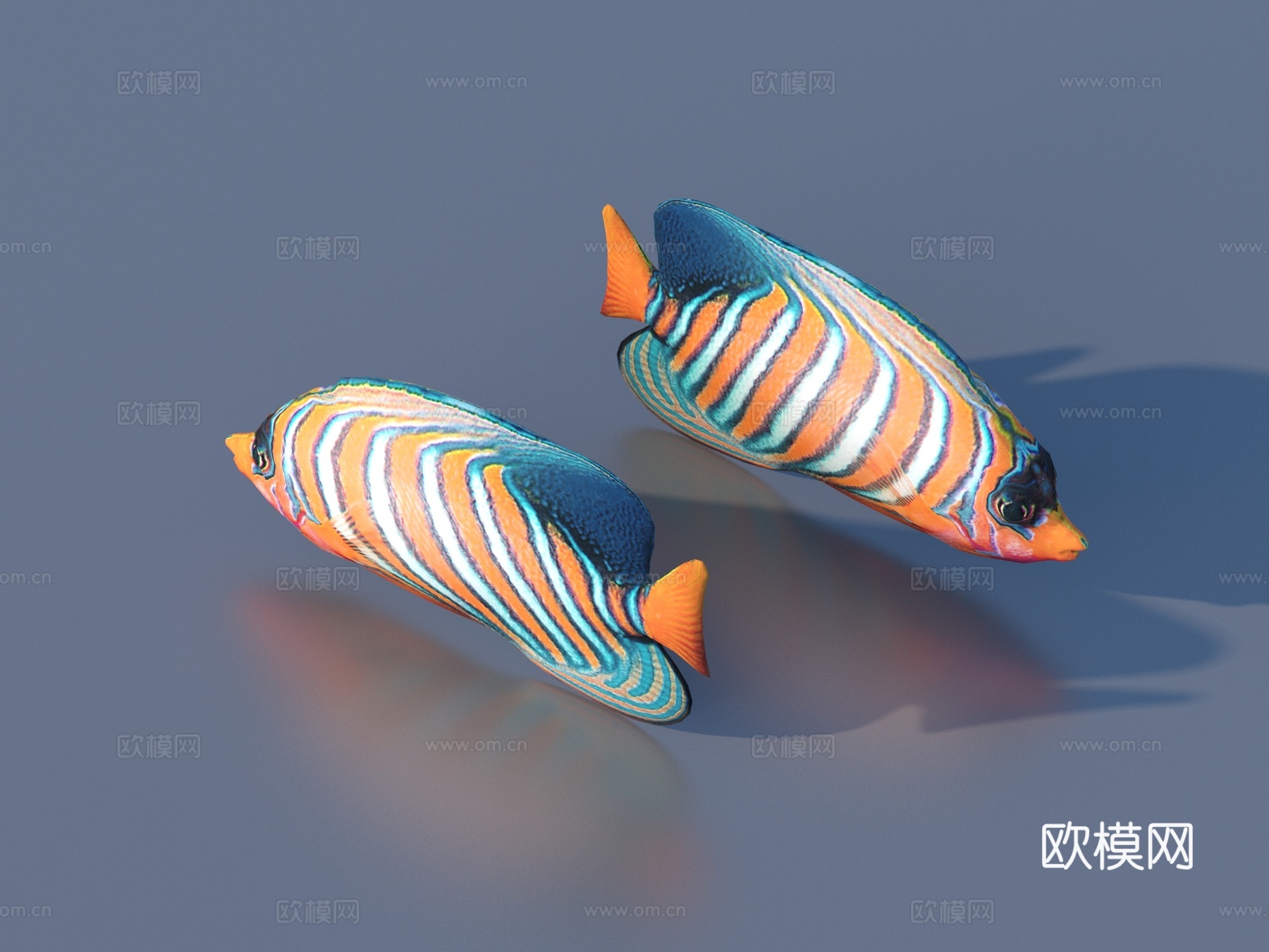 金鱼 观赏鱼 宠物鱼 锦鲤 鲤鱼3d模型