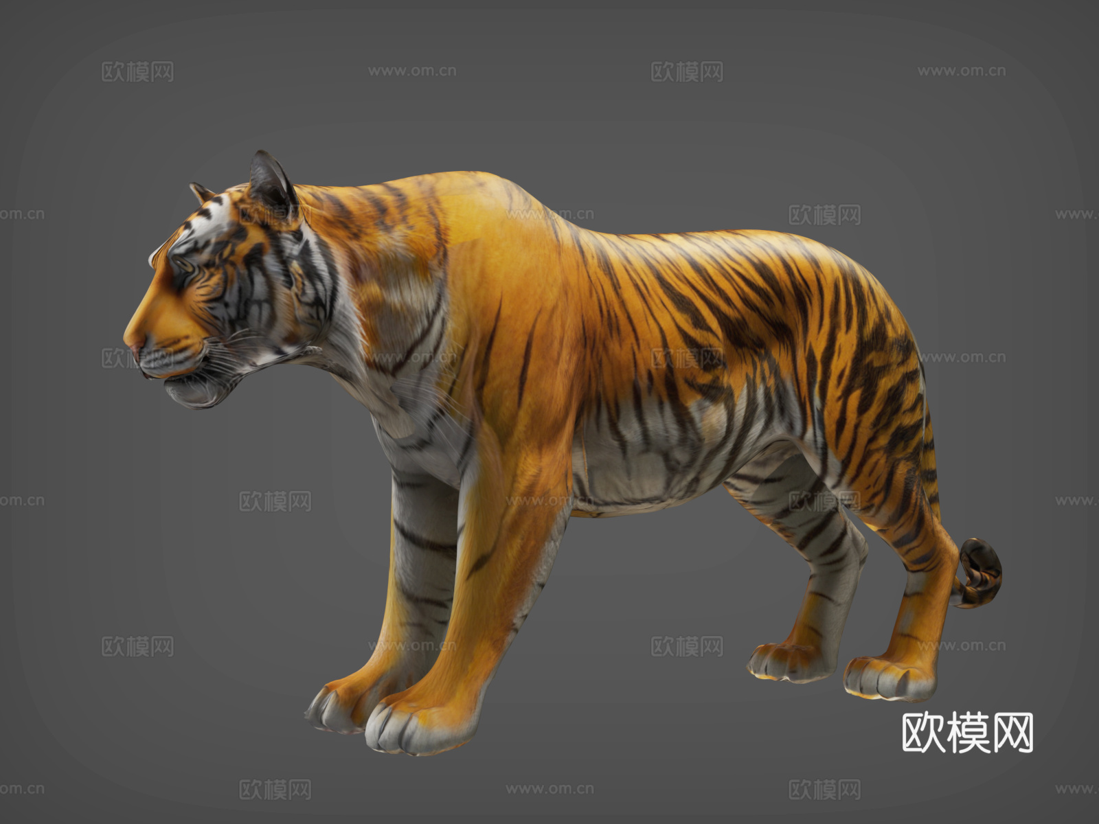 老虎  东北虎   虎   猛虎  金虎3d模型