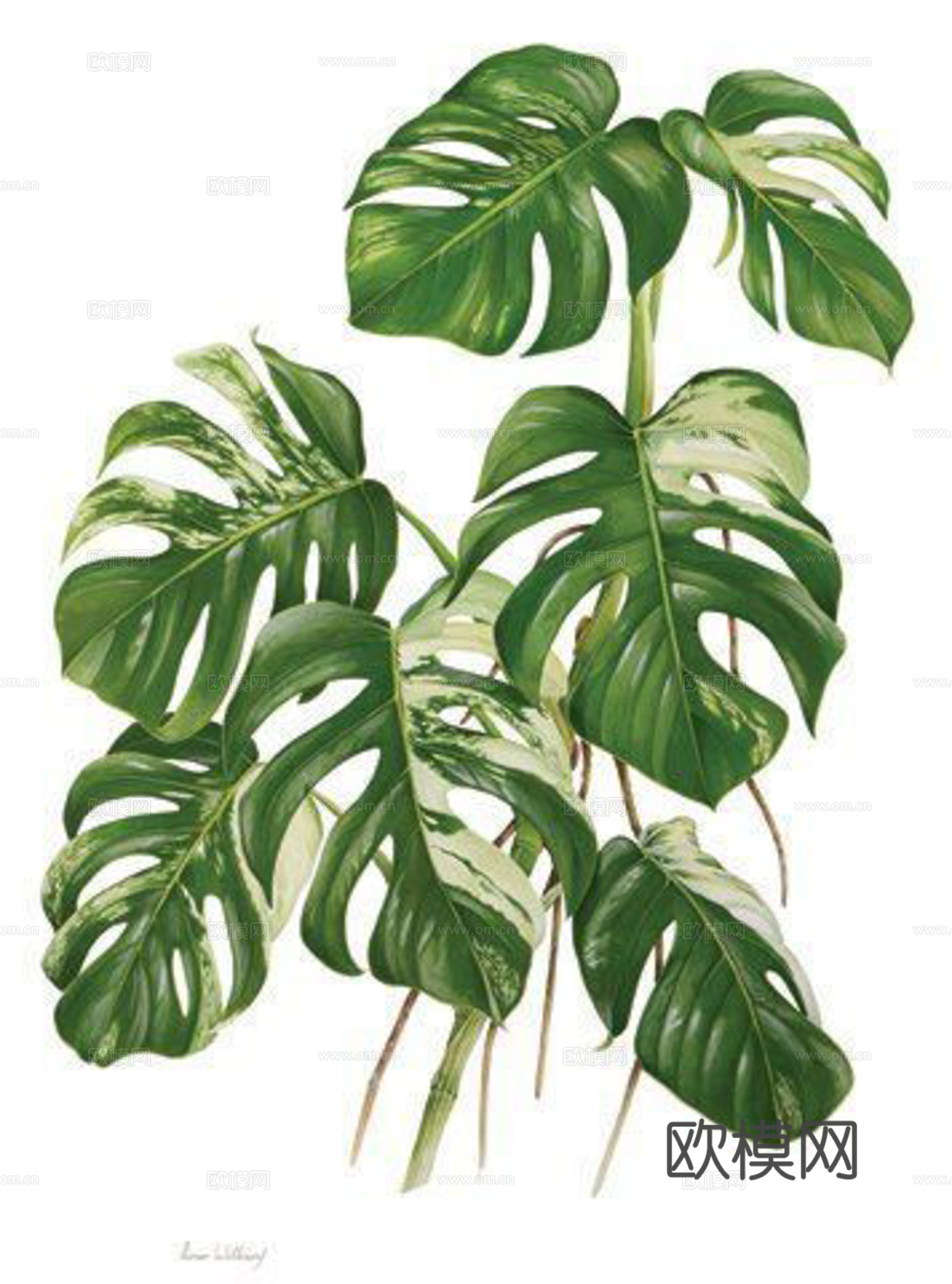 植物装饰画