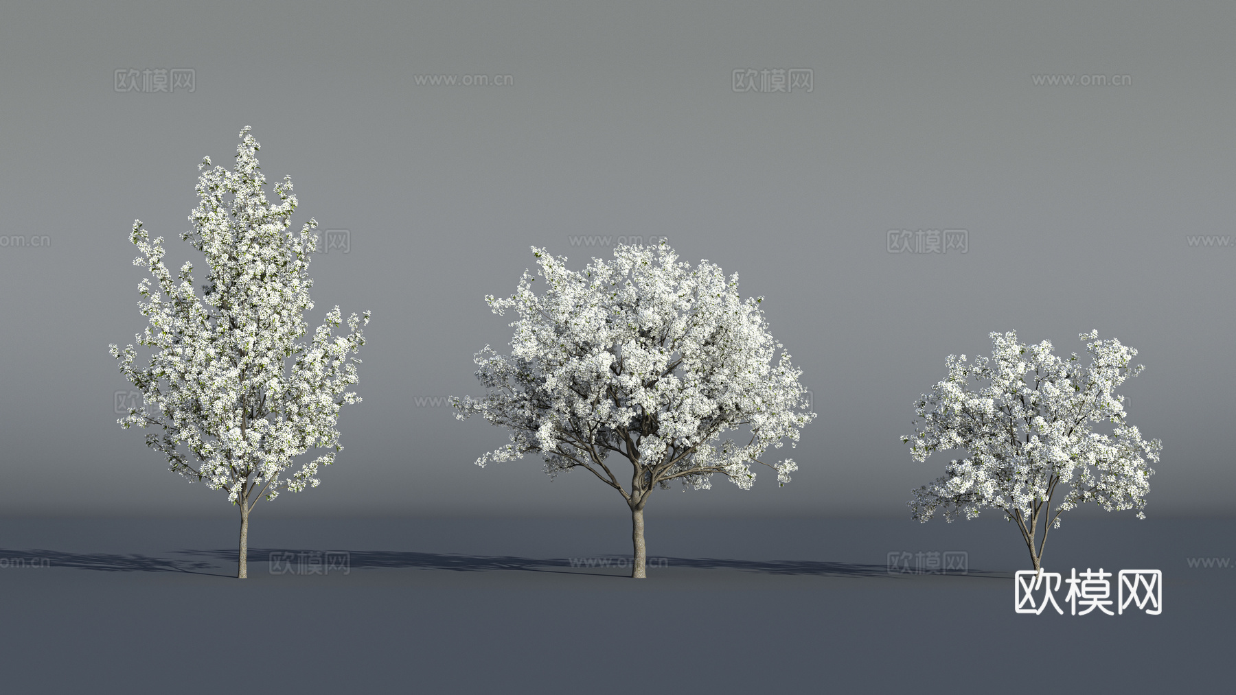 白色花树 花树 景观树 园林树 玉兰花 白玉兰 樱花 白樱花3d模型