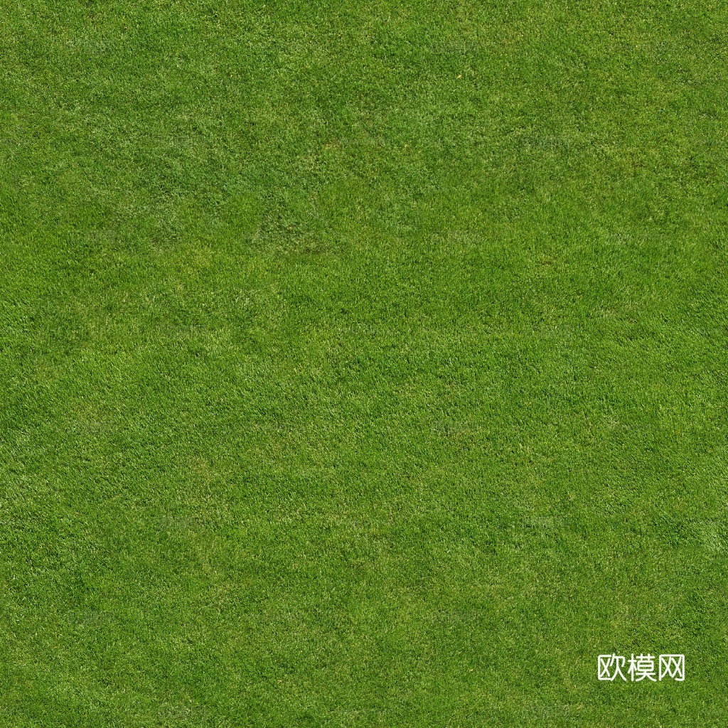 草坪 草地