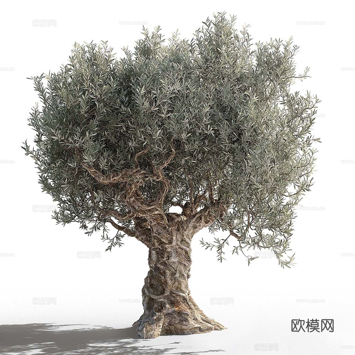 橄榄树3d模型