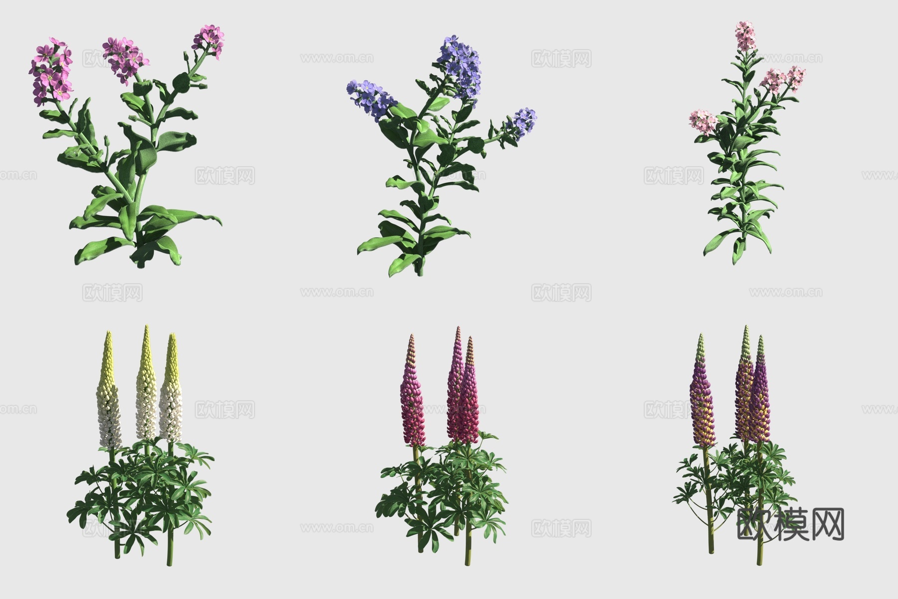 勿忘草紫罗兰羽扇豆属花草3d模型