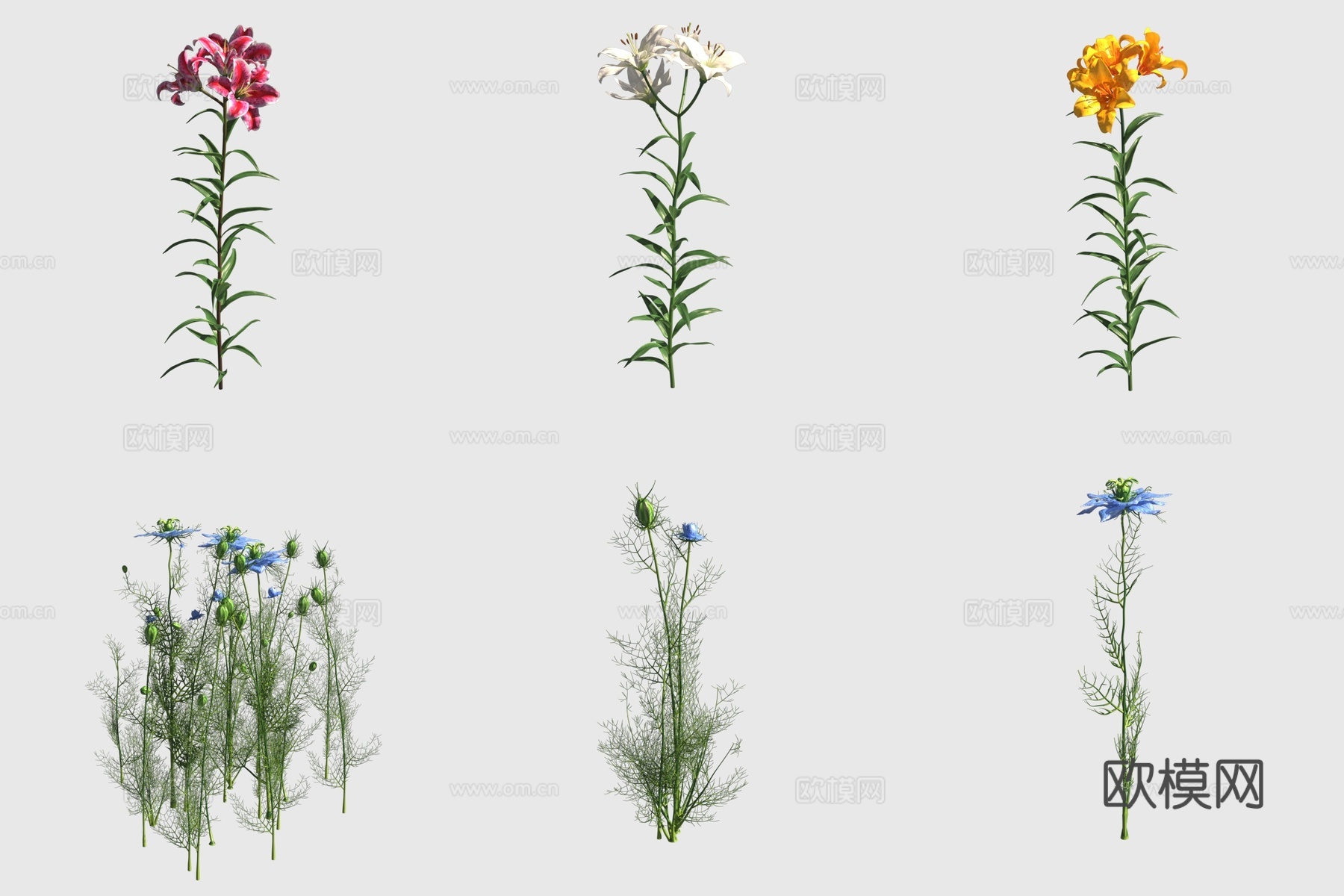 百合花黑种草 黑子草花草3d模型