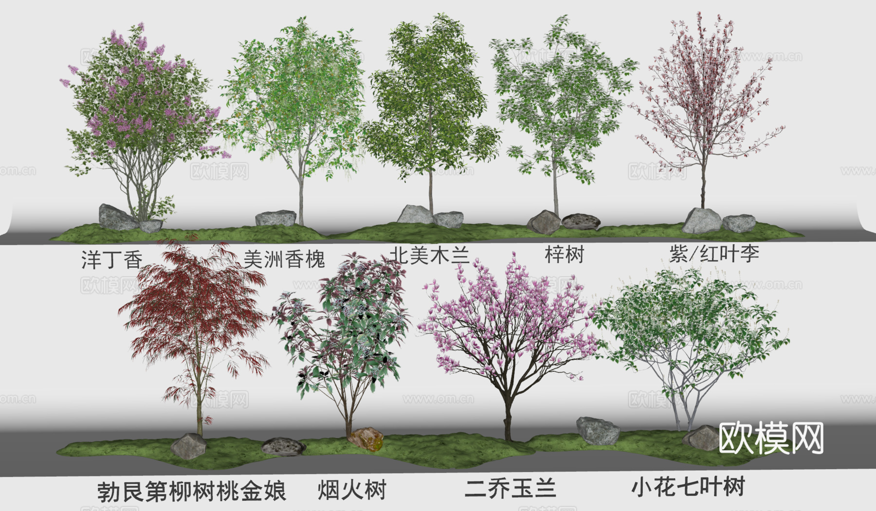 现代花树植物组合 梓树 洋丁香 美洲香槐 烟火树 北美木兰树su模型