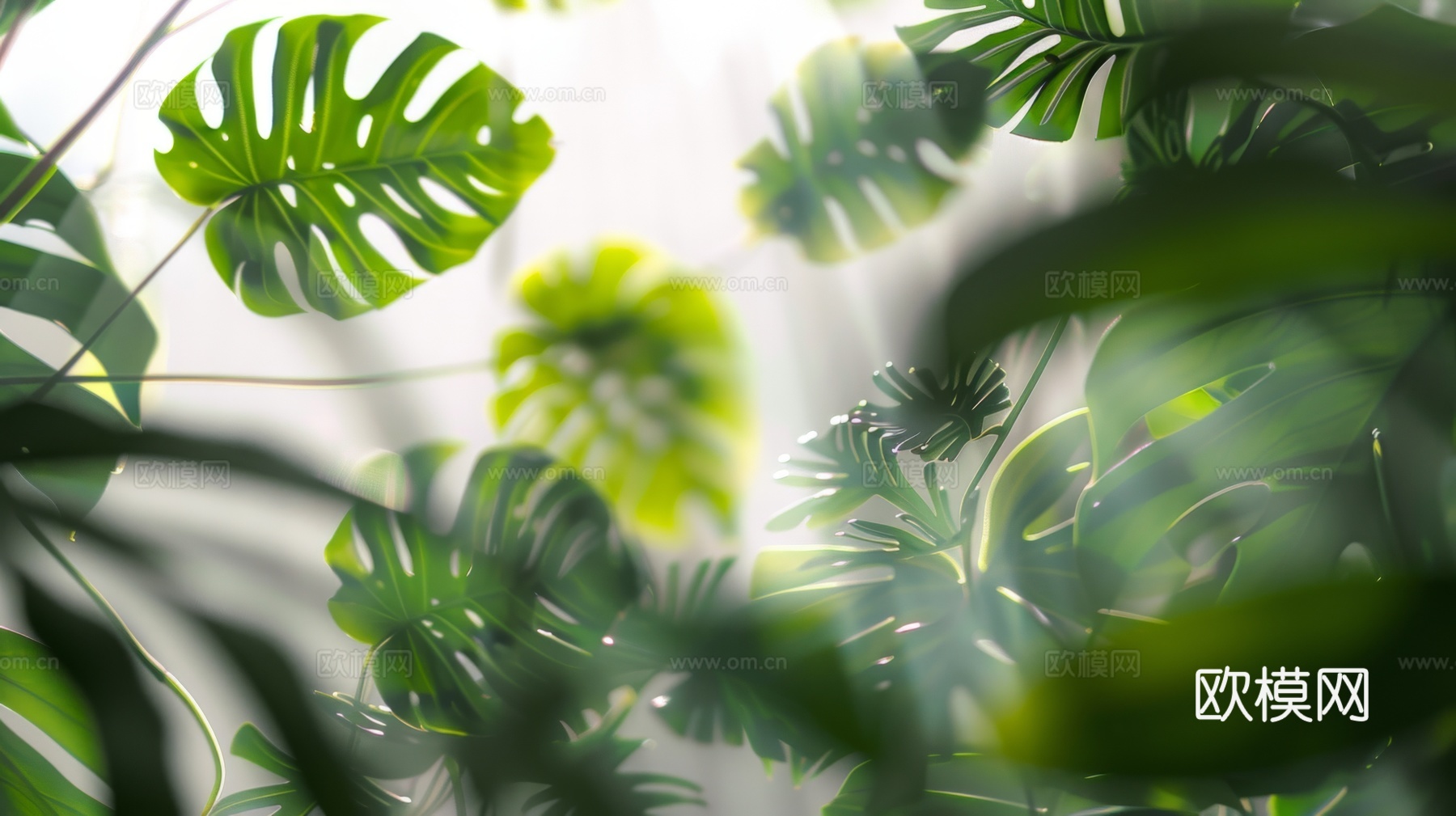 夹丝磨砂玻璃幕墙植物隔断下载（渲染图6）